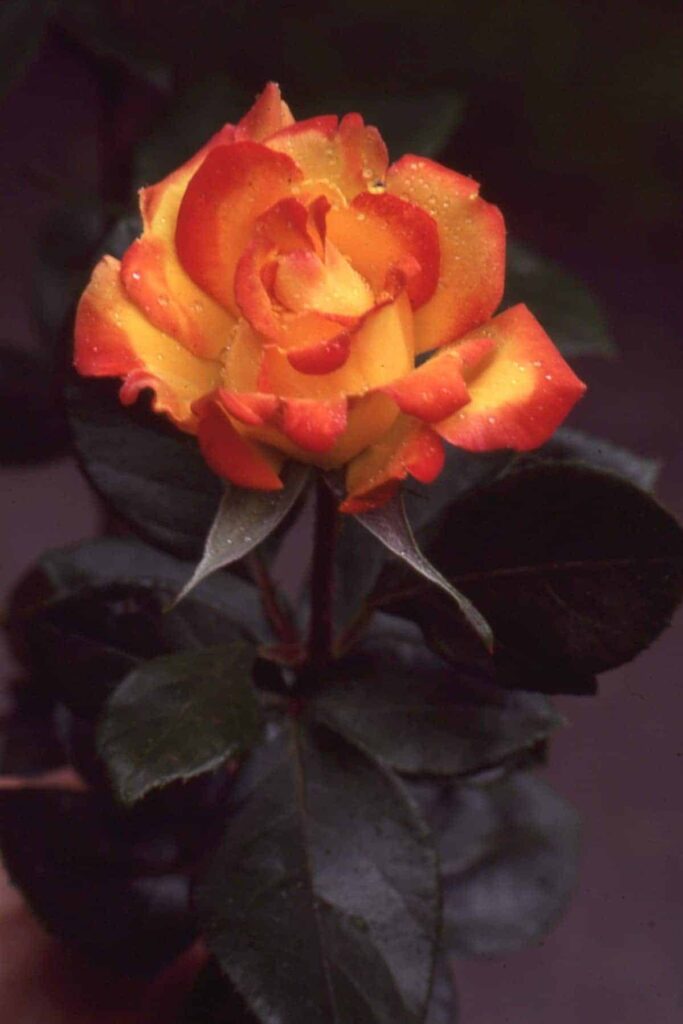 In Memory: Sr. Mary Ann flower