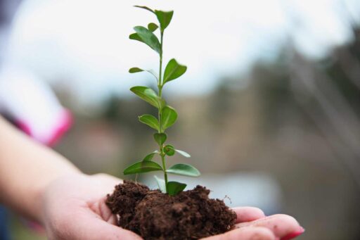 Stem of new growth in woman's hand