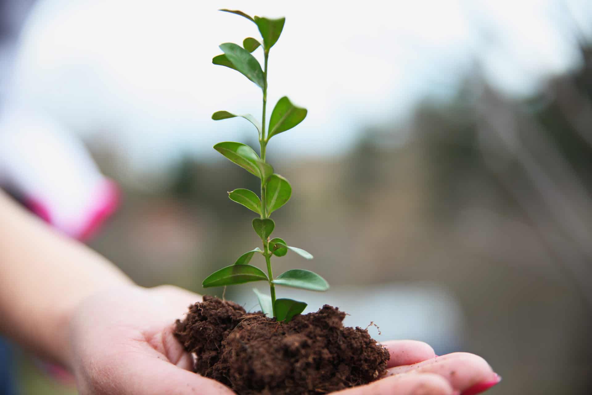 Stem of new growth in woman's hand
