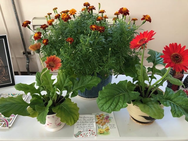 Sr. Elma makes our world more beautiful one flower at a time.