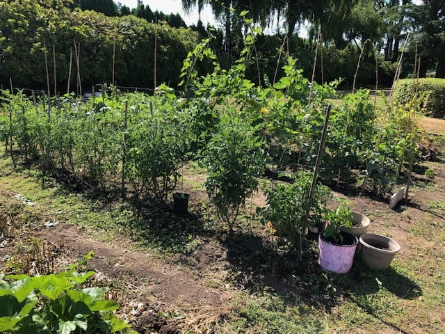 Summer activities, gardening