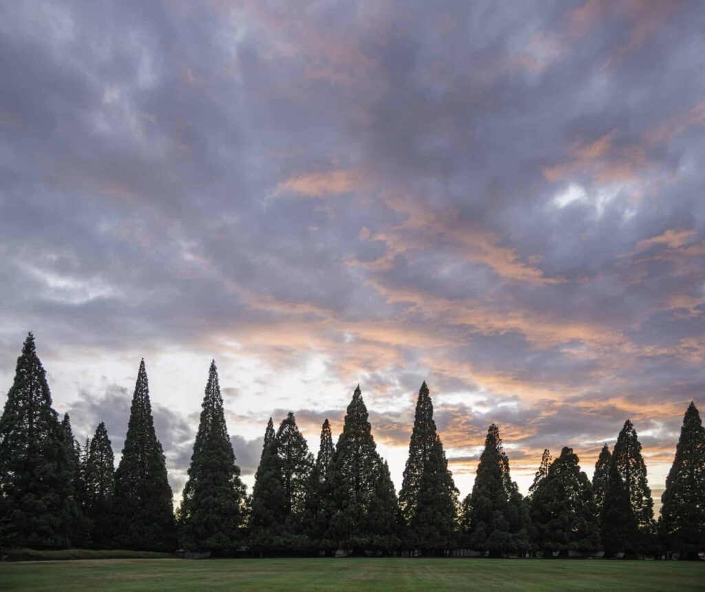 SSMO Sequoia tree line under skies