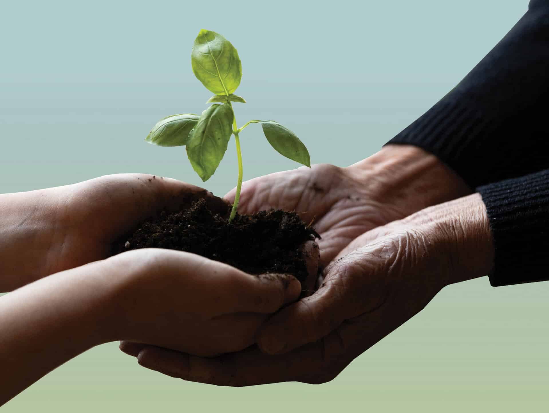 Two pairs of hands nurturing a sprout