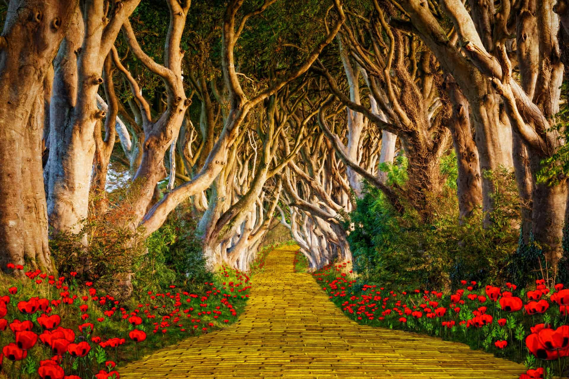 The Yellow Brick Road Leading Into Forest
