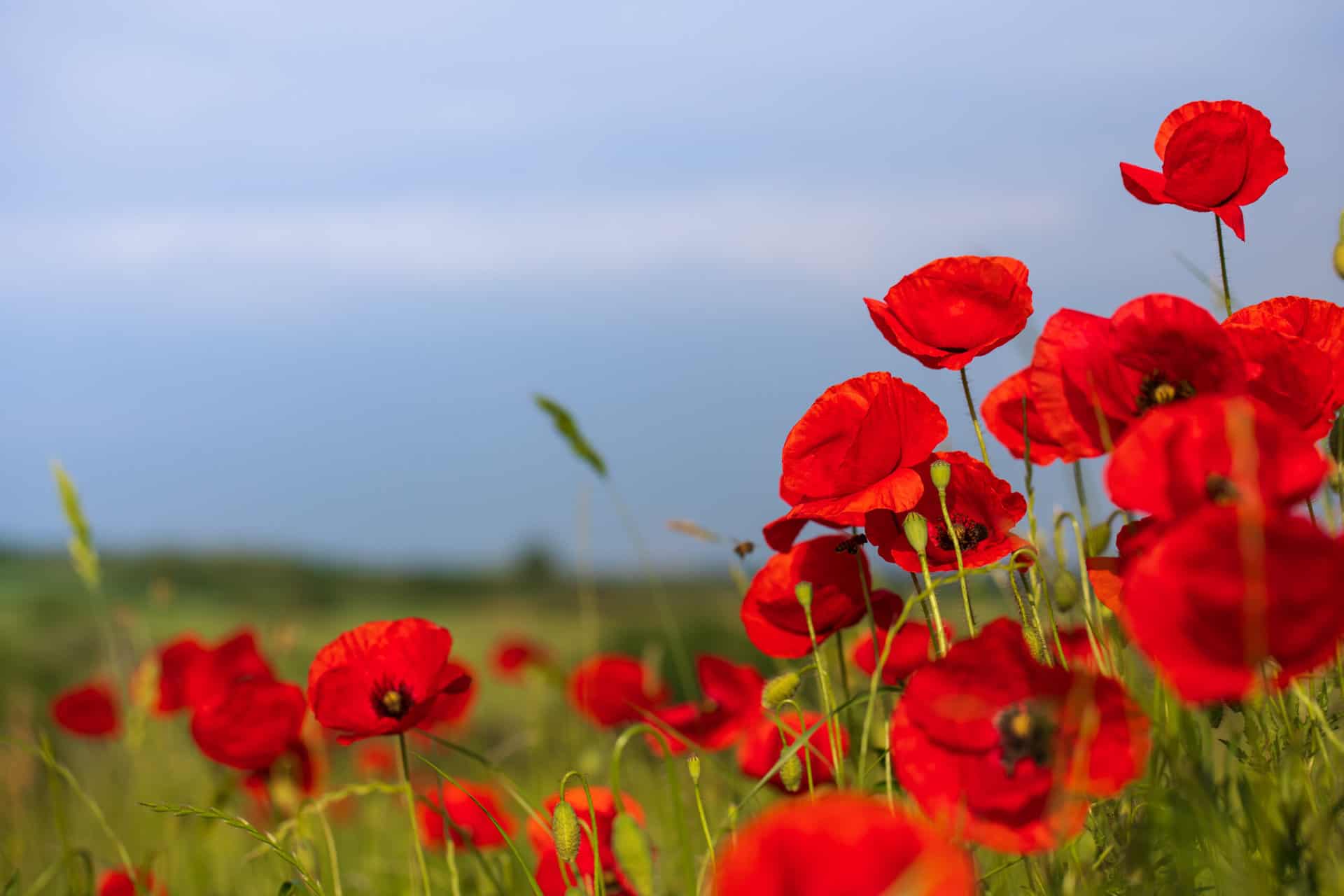 Field Of Poppies Bloom Stock Photo