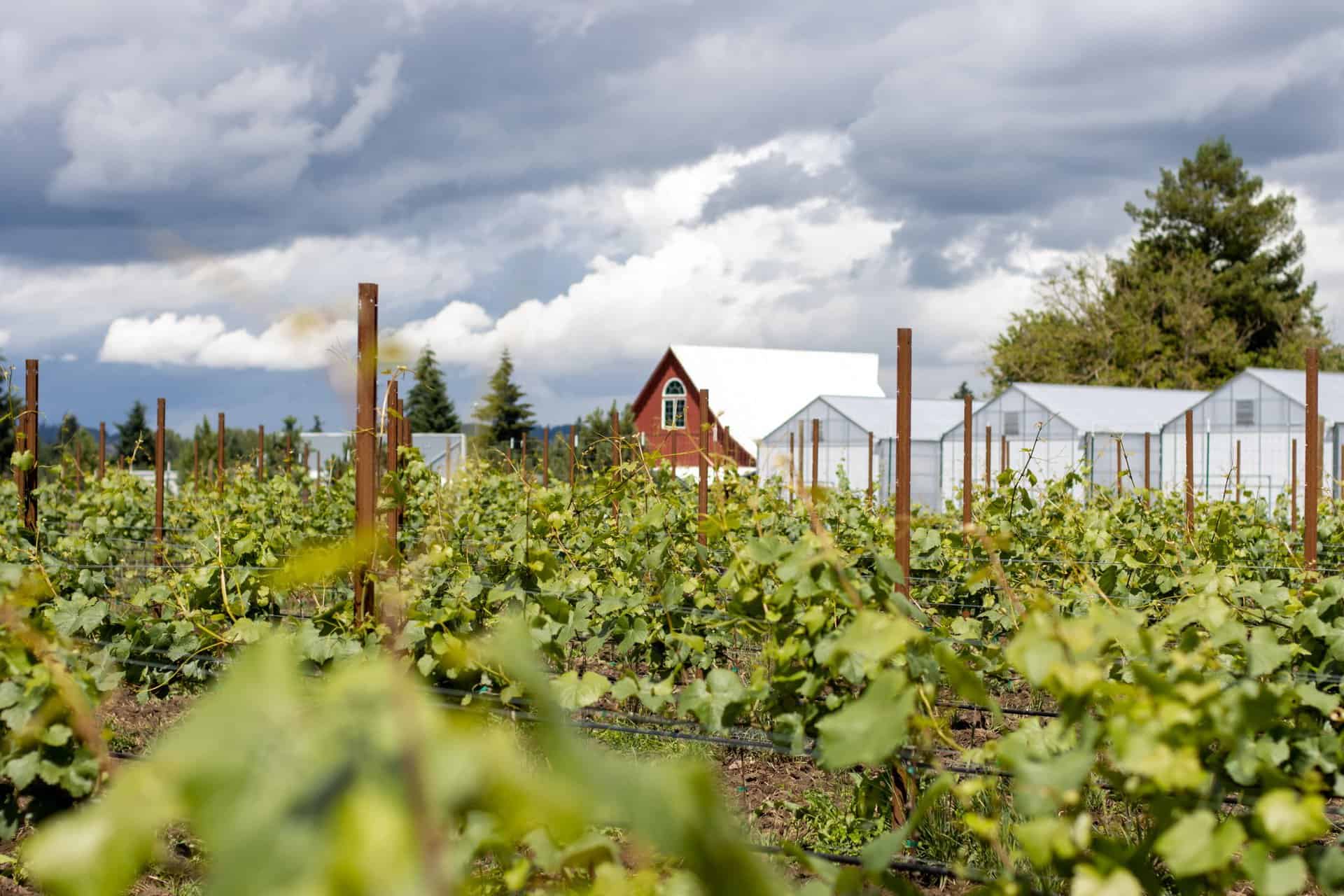 Lanphere - valley vintage winery