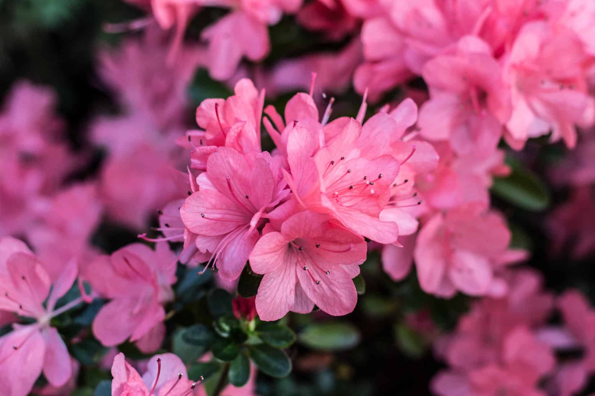 Beautiful Pink Azaleas