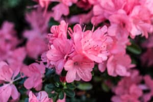 Pink,azalea,bush,in,greenhouse.,beautiful,flowers.