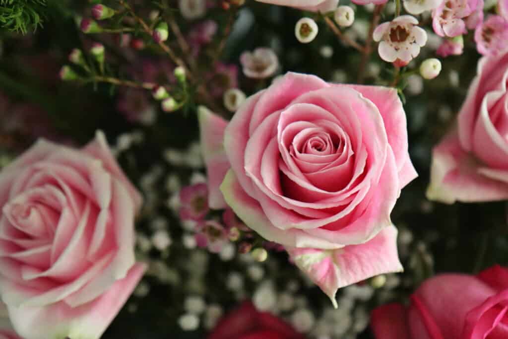 Pink rose from jubilee