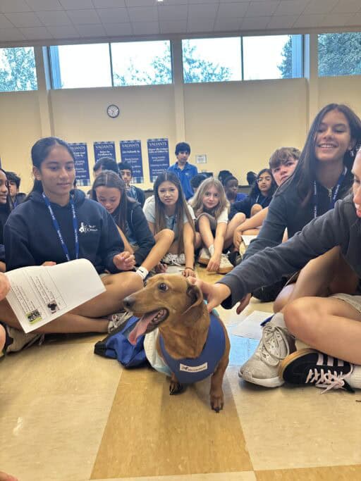 Portland dachshund rescue visit vcms image 1