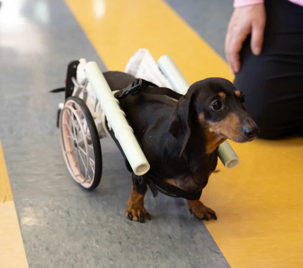 VCMS Dog Mobility Project dog photo with prototype