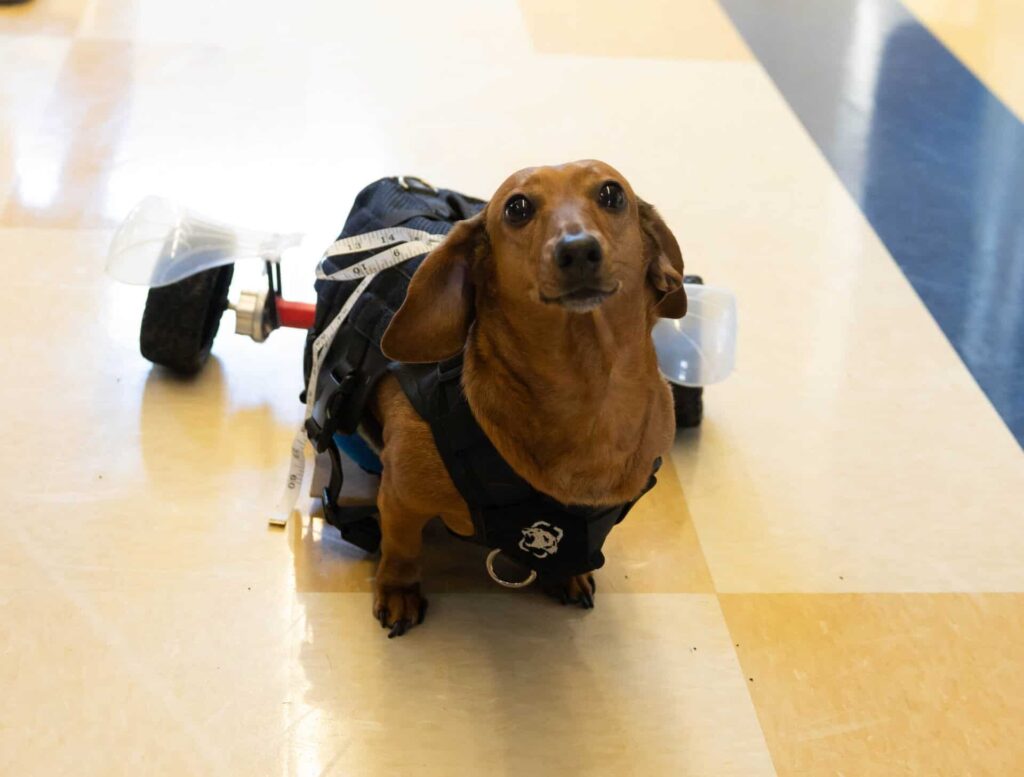 During the dog mobility testing a dachshund is posing with wheels on