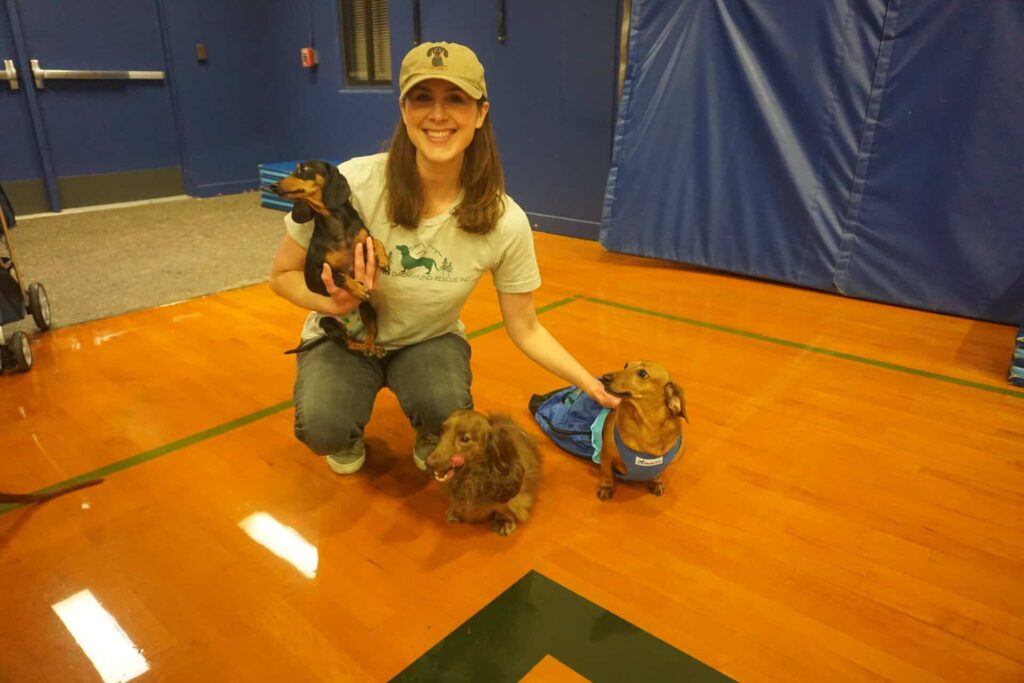 Portland Dachshund Rescue with the three dogs there to try on wheels