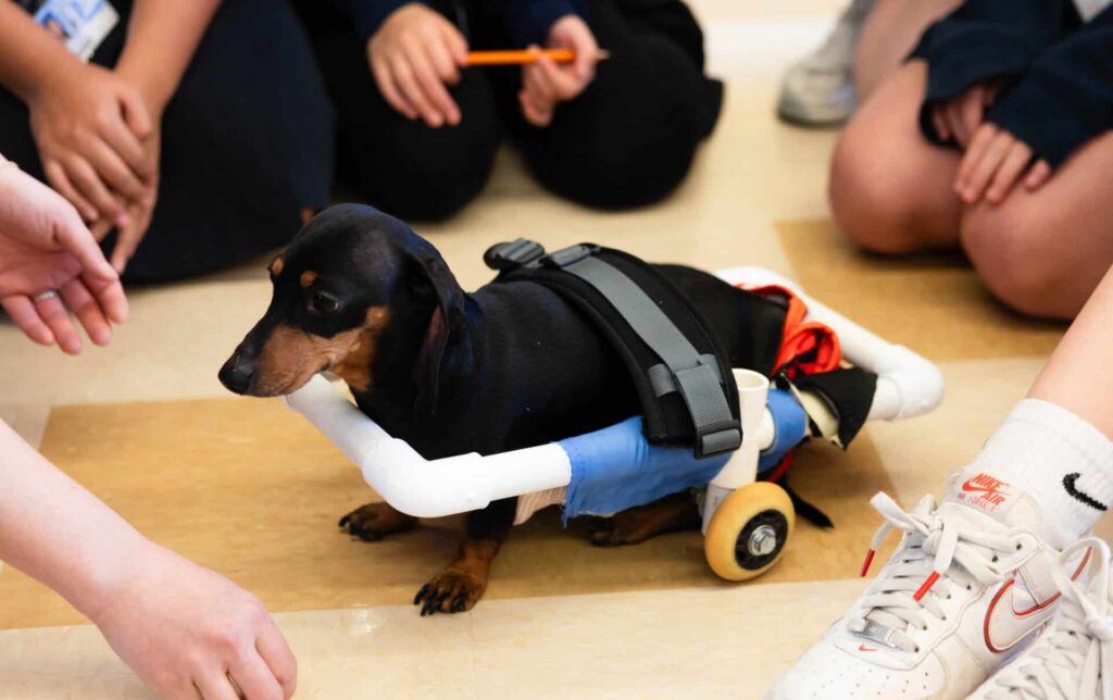 At the dog mobility, wheels set is attached on a dachshund