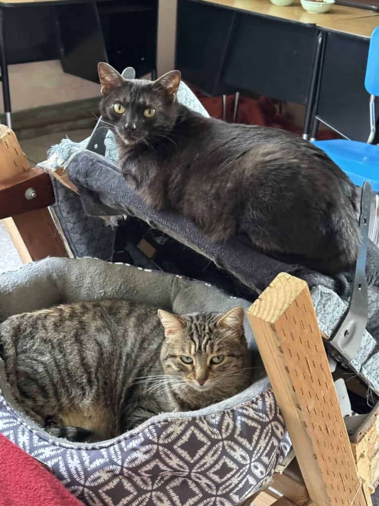 Two SSMO cats laying in their cat tree