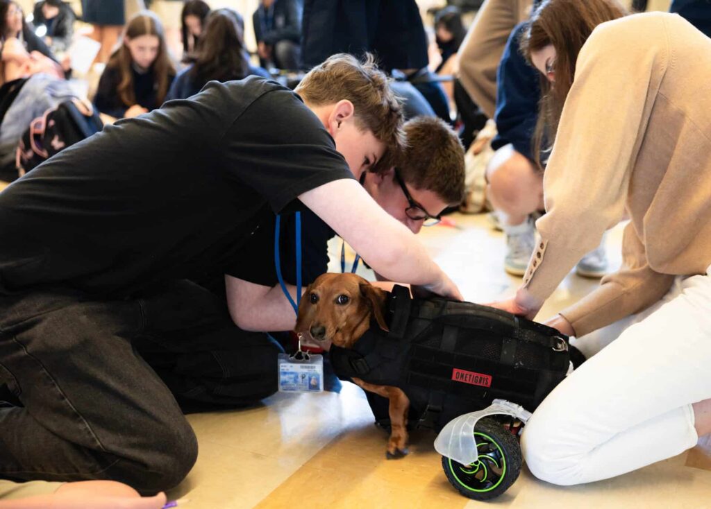 During the dog mobility the students are attaching the wheels on a dachshund