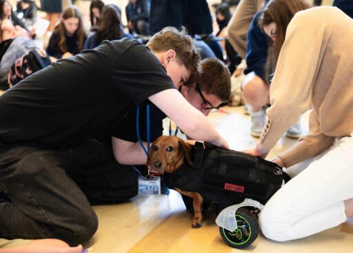 During the dog mobility the students are attaching the wheels on a dachshund